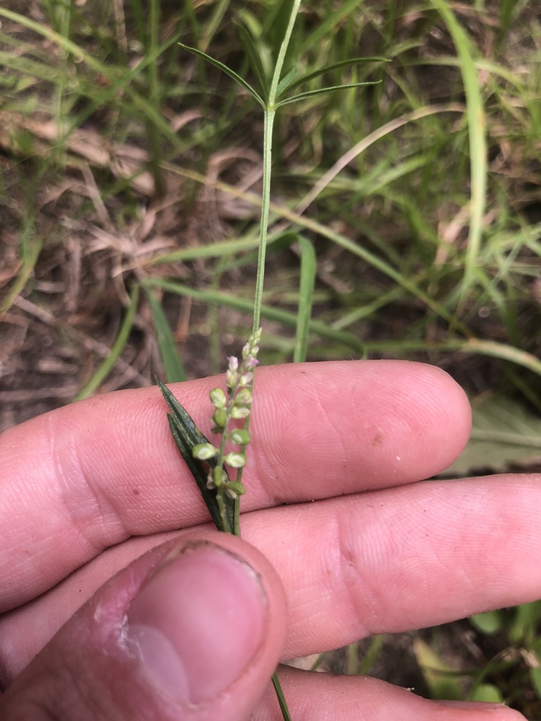 Senega verticillata