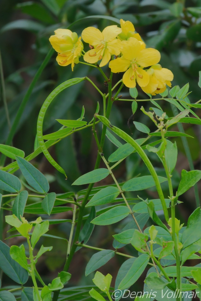 Senna ligustrina