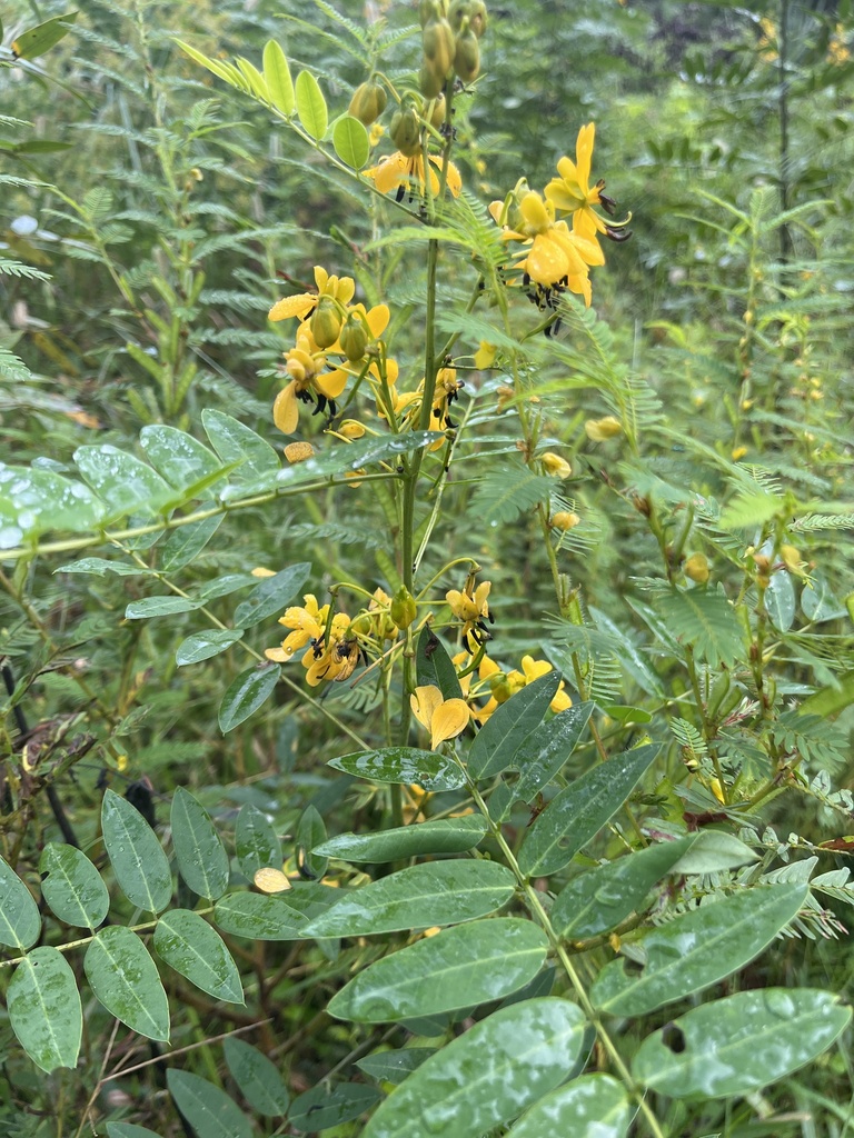 Senna marilandica