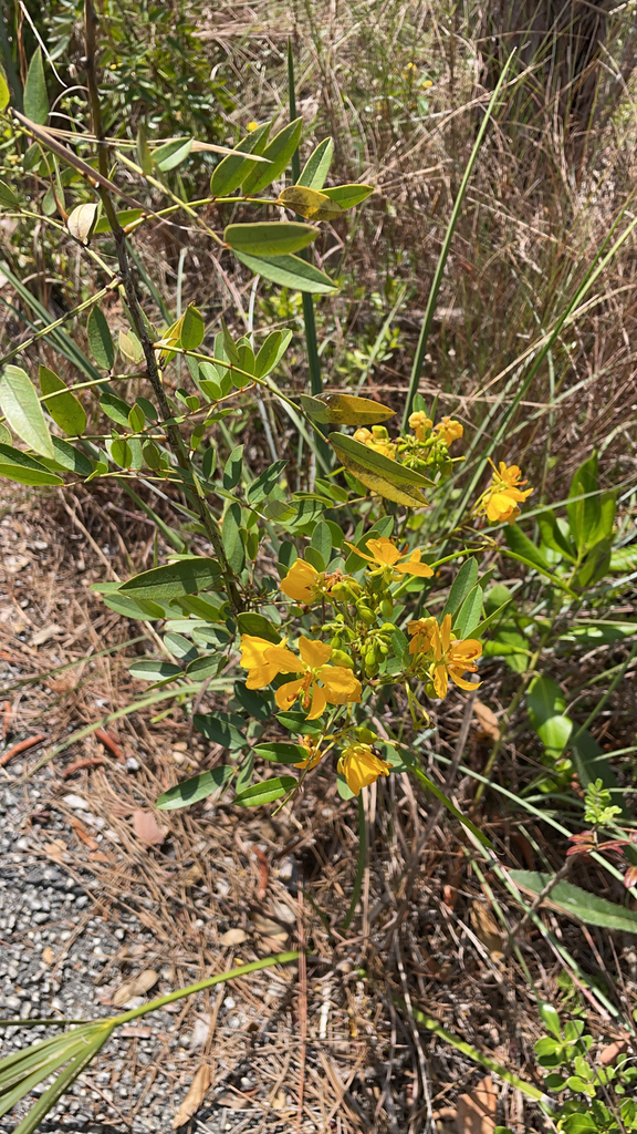 Senna mexicana var. chapmanii