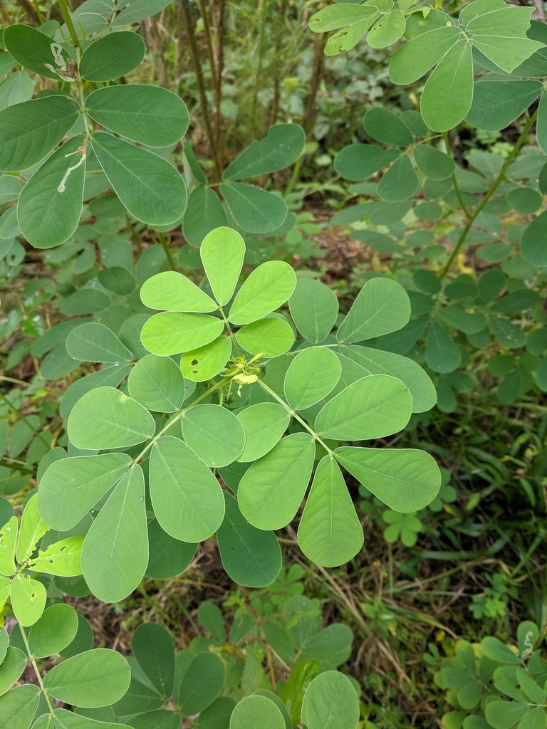 Senna obtusifolia