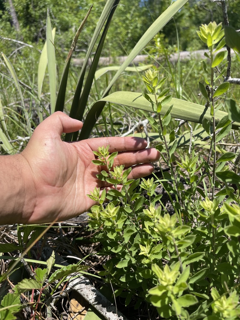 Sericocarpus tortifolius