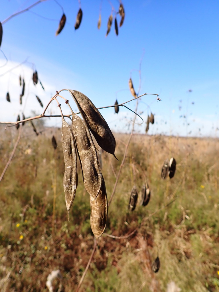 Sesbania vesicaria