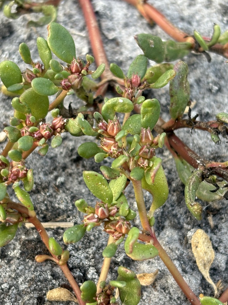 Sesuvium maritimum