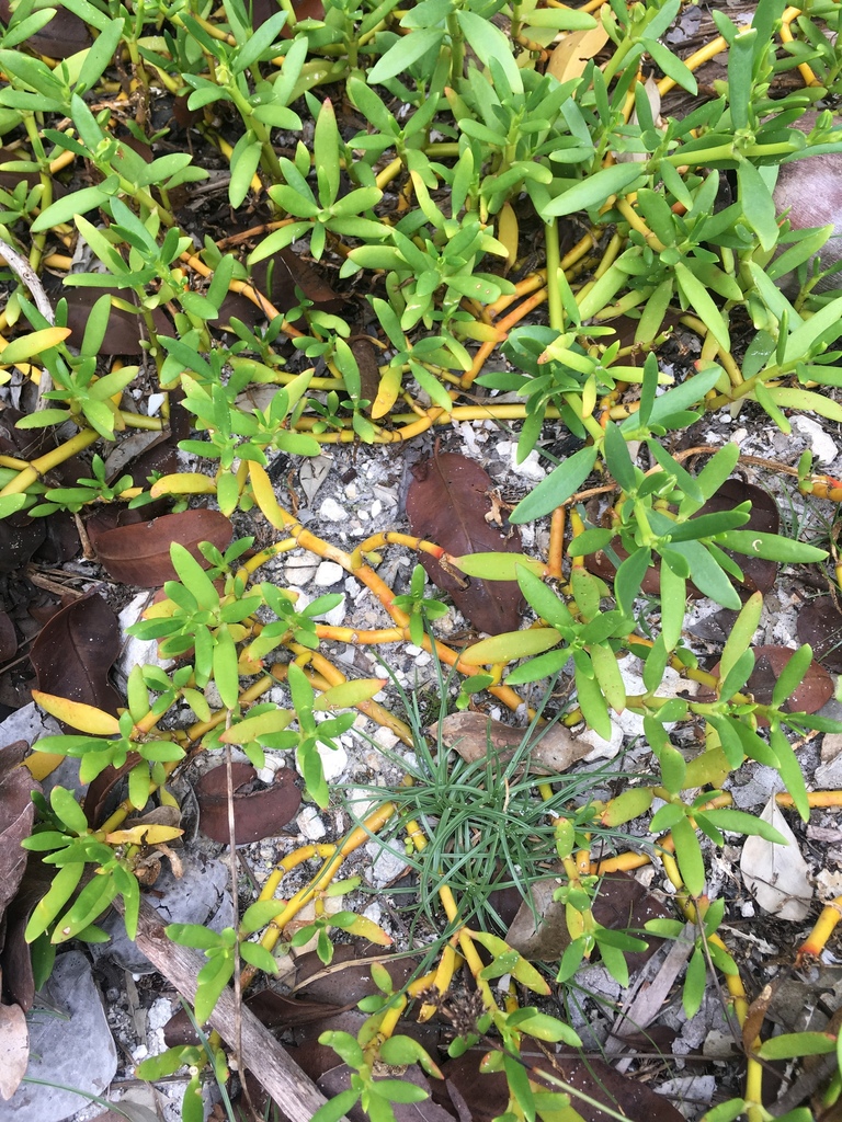 Sesuvium portulacastrum