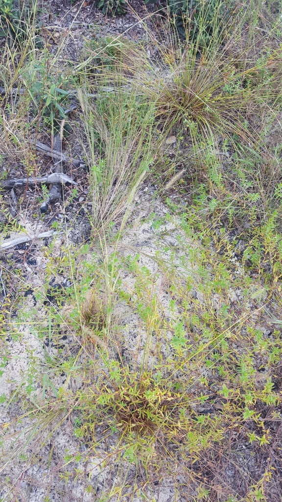 Setaria corrugata