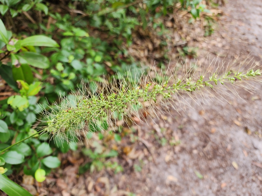 Setaria macrosperma