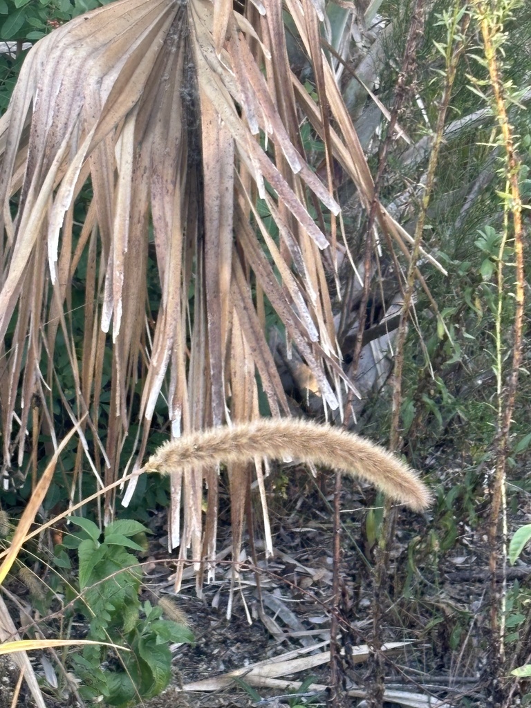 Setaria magna