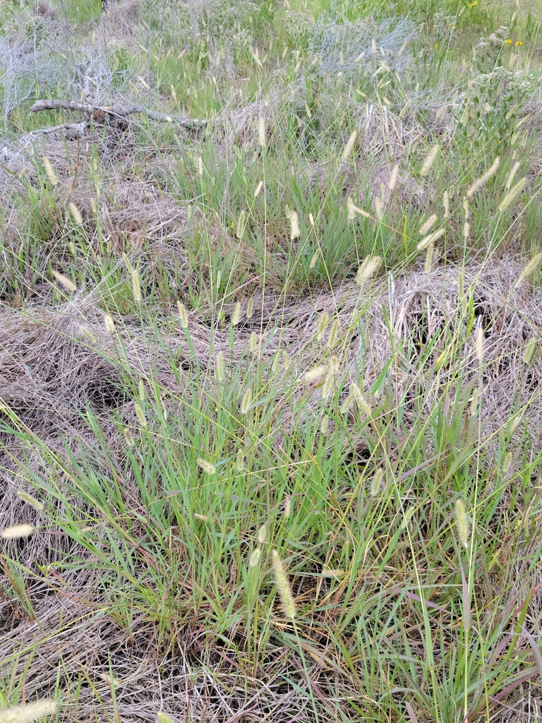 Setaria parviflora
