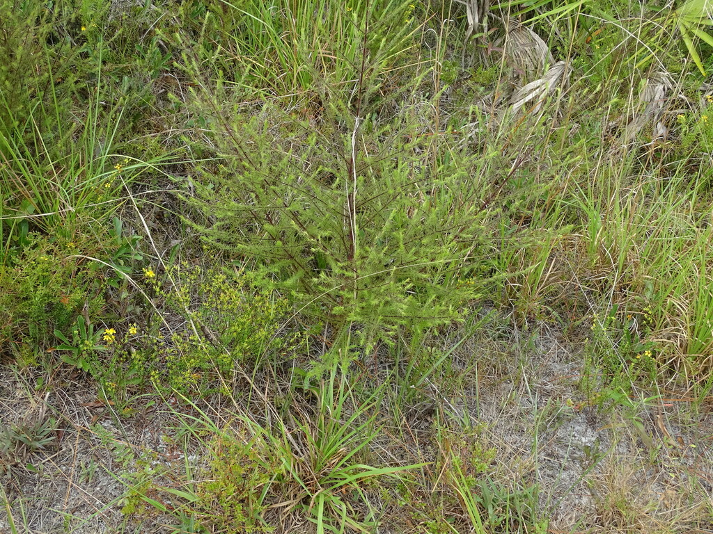 Seymeria cassioides