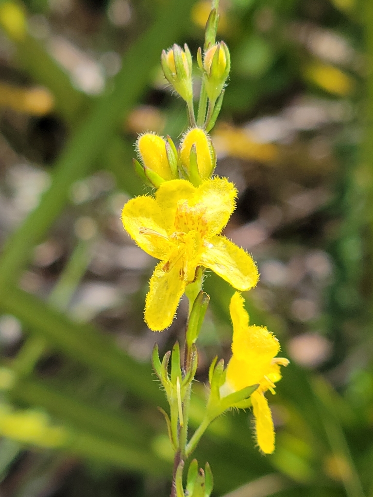 Seymeria pectinata