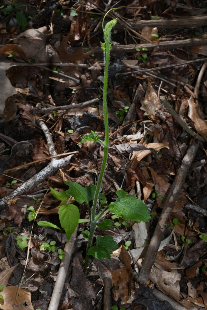 Sicyos angulatus