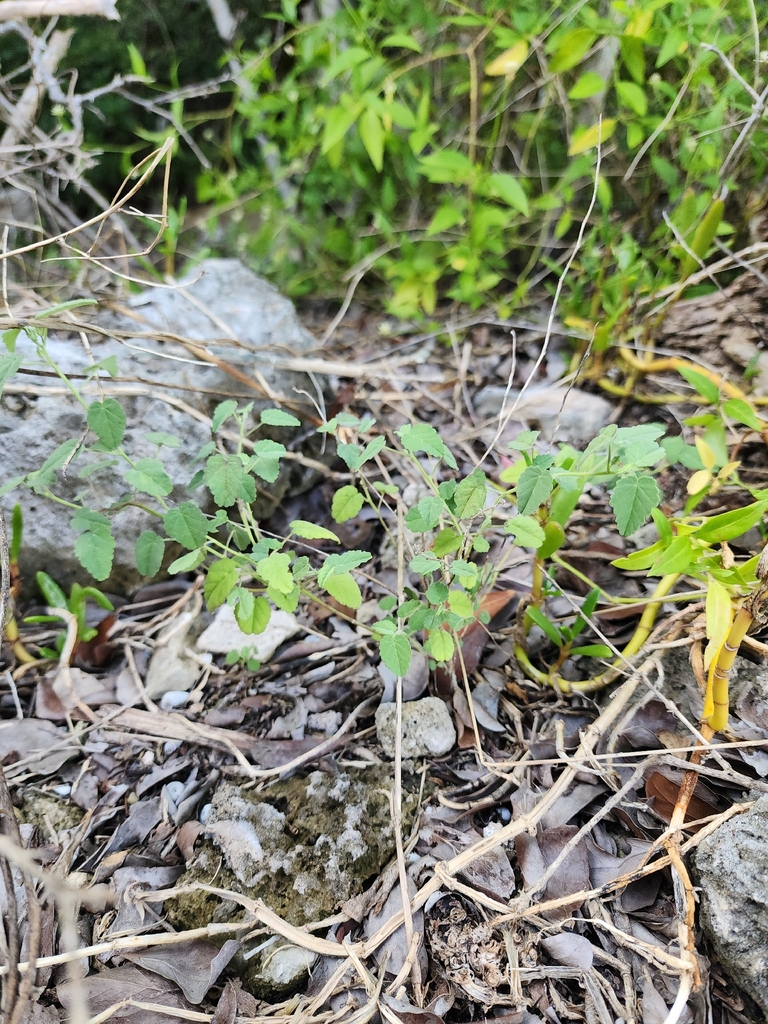 Sida abutilifolia
