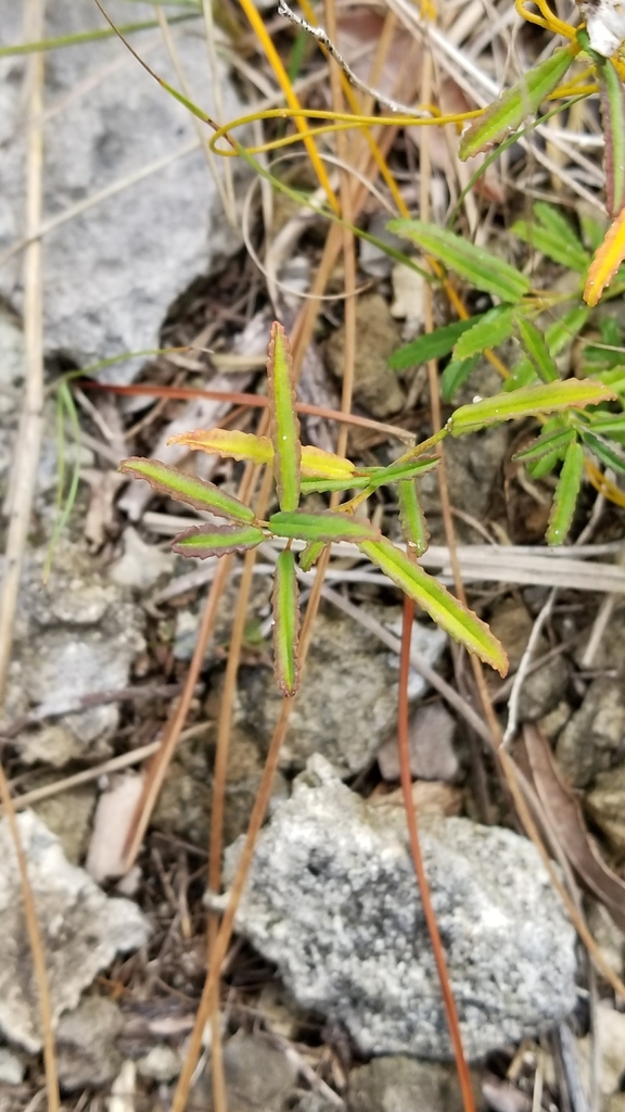 Sida elliottii