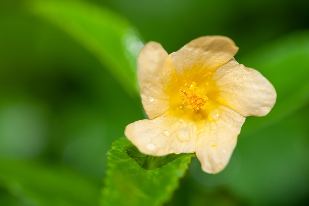 Sida rhombifolia