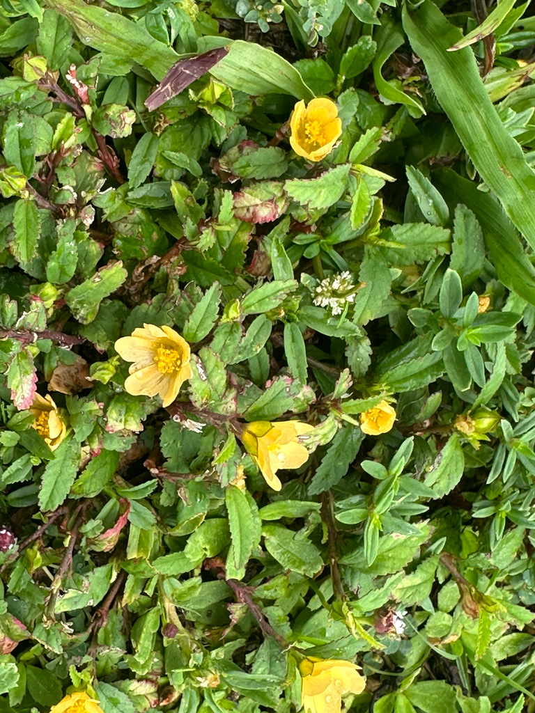 Sida ulmifolia