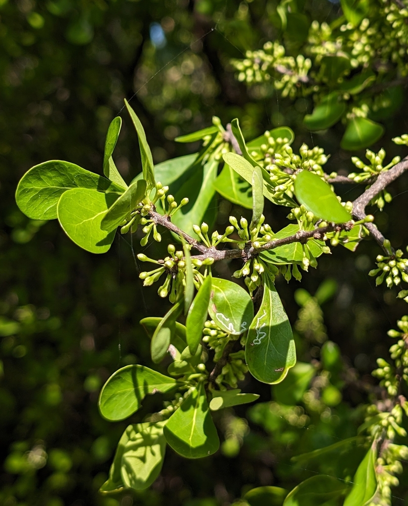 Sideroxylon celastrinum