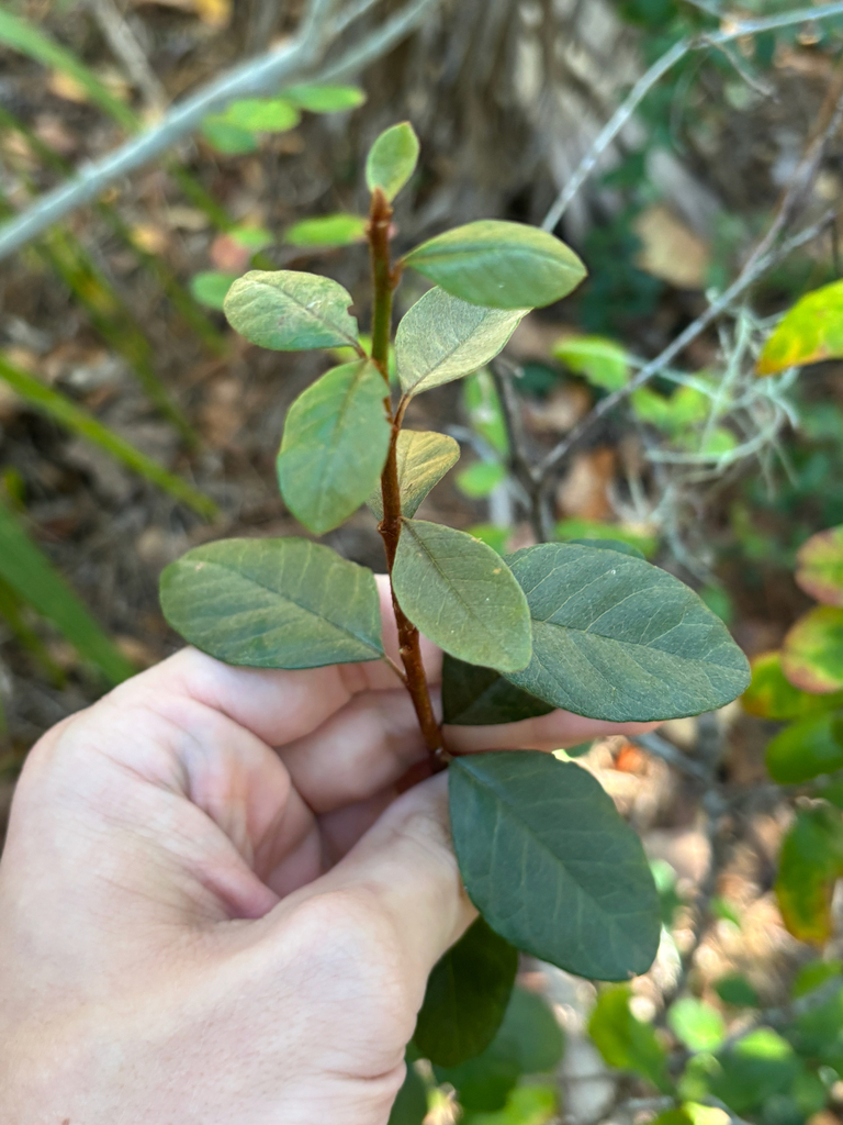 Sideroxylon lanuginosum
