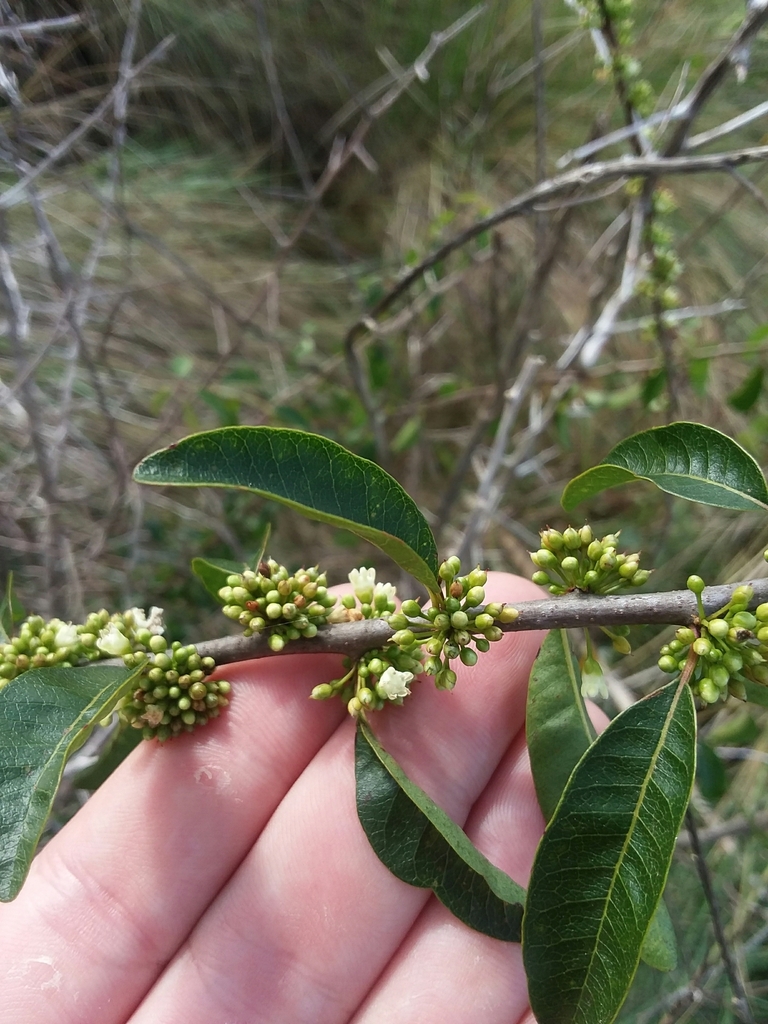 Sideroxylon lycioides