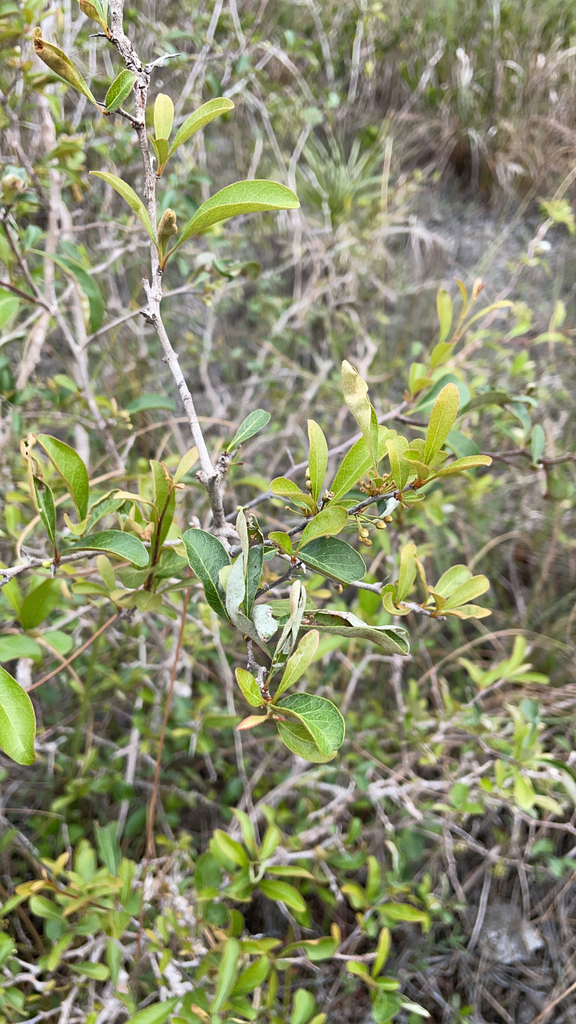 Sideroxylon reclinatum subsp. reclinatum