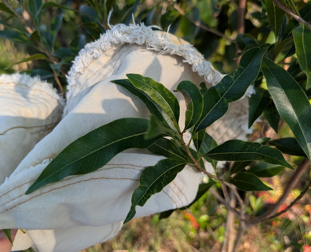 Sideroxylon salicifolium