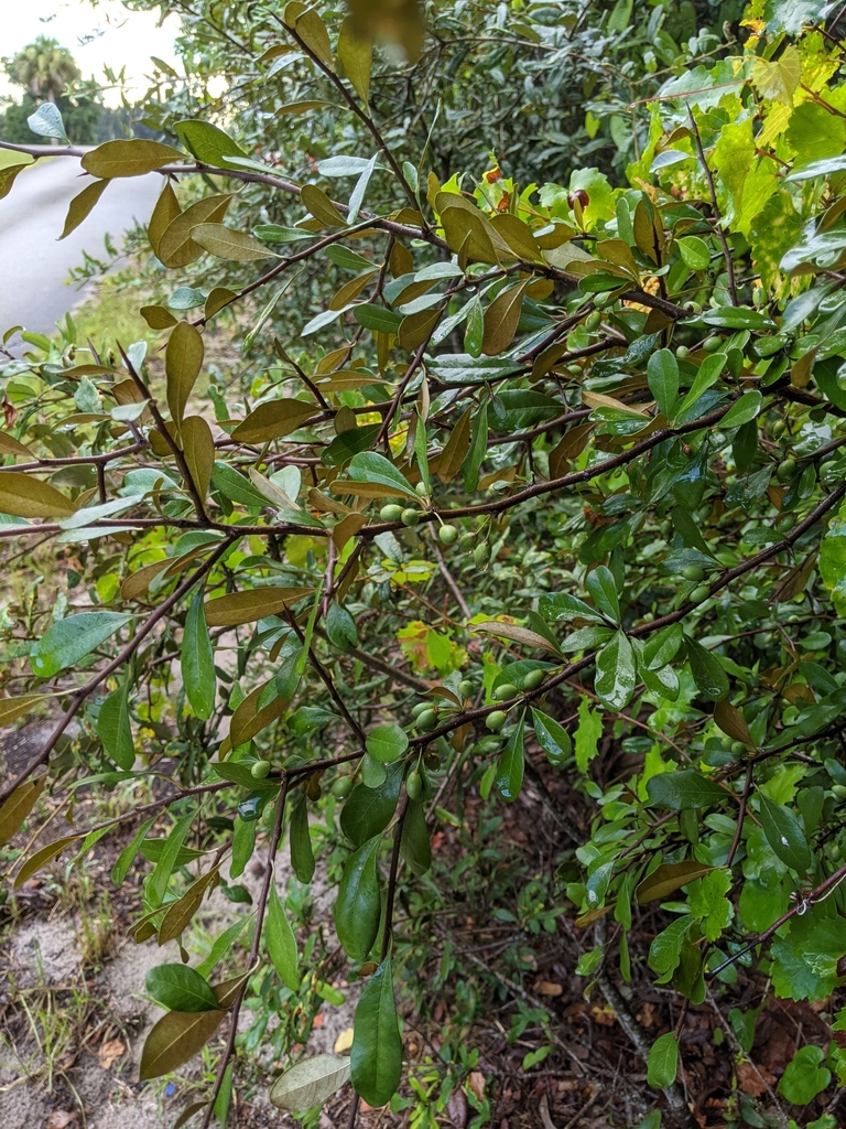Sideroxylon tenax