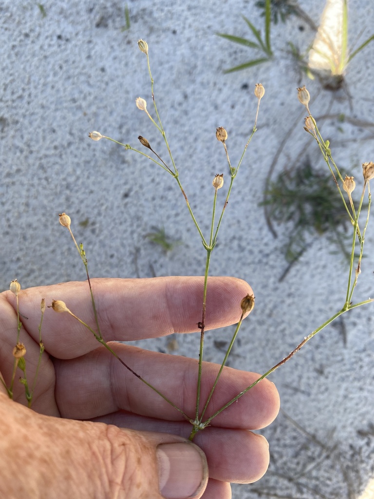 Silene antirrhina