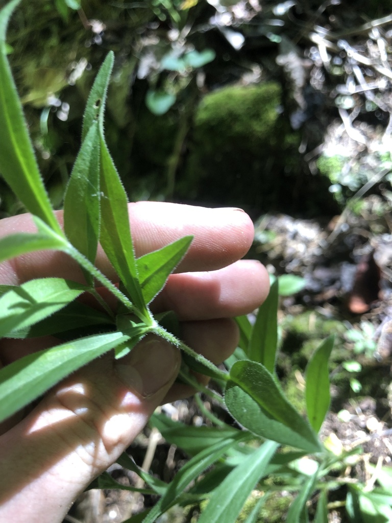 Silene caroliniana