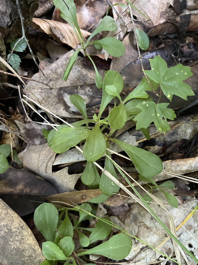 Silene catesbaei
