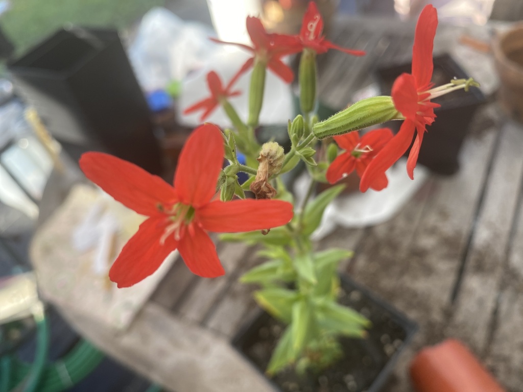 Silene regia