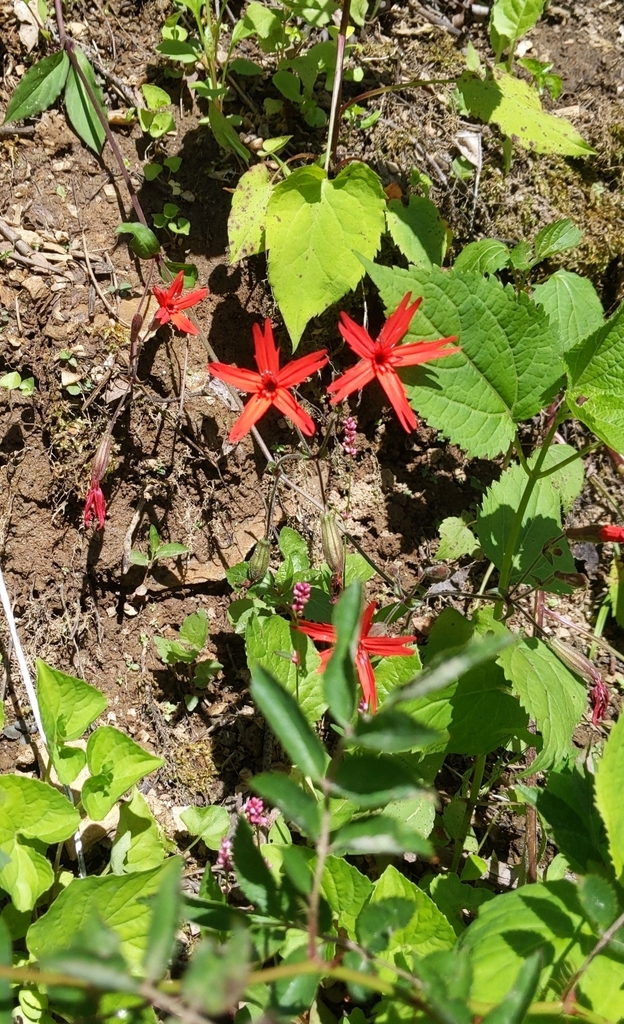 Silene virginica