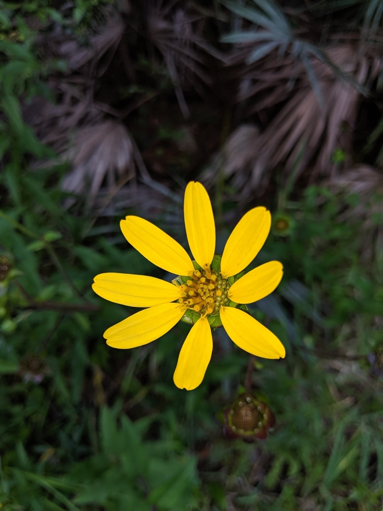 Silphium asteriscus