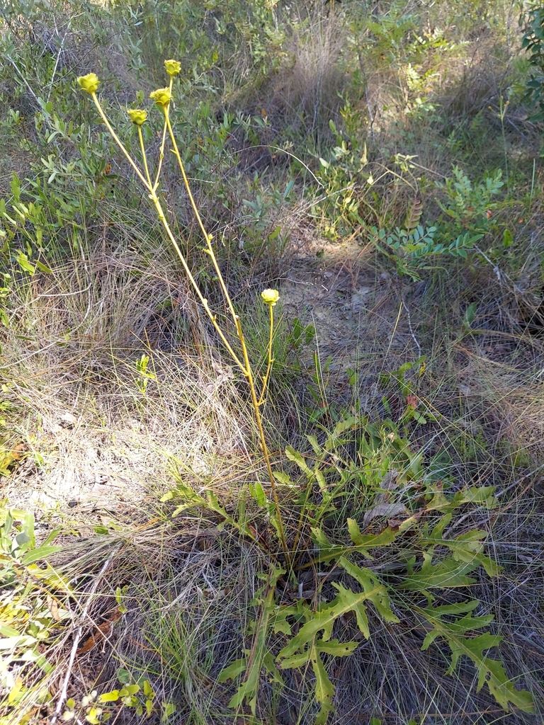 Silphium compositum