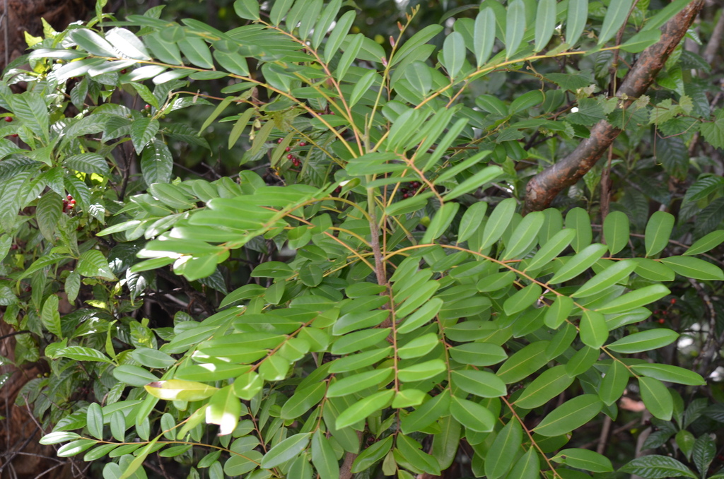 Simarouba glauca