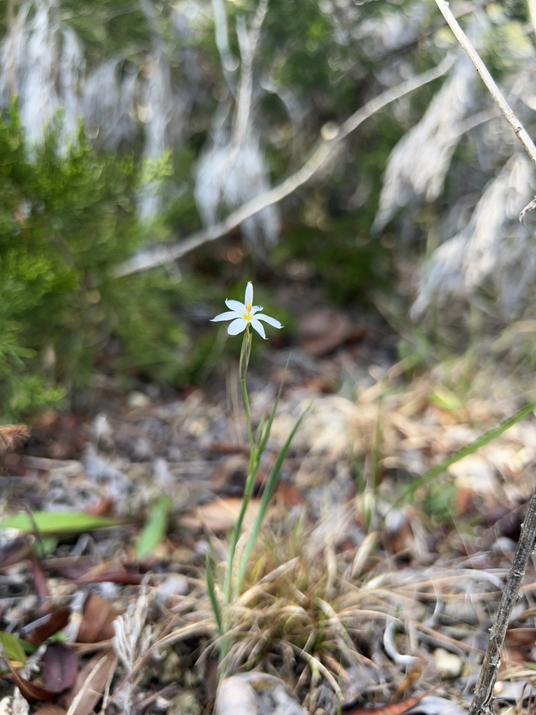 Sisyrinchium albidum