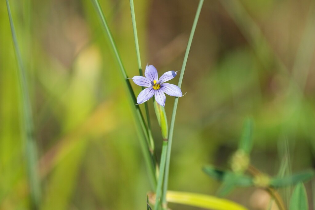 Sisyrinchium angustifolium