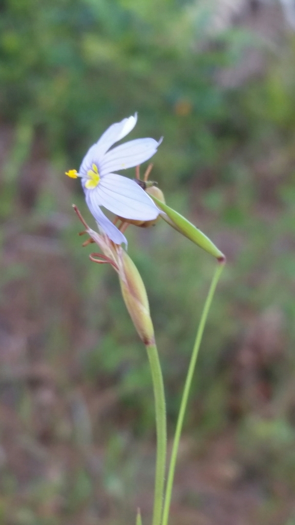 Sisyrinchium nashii