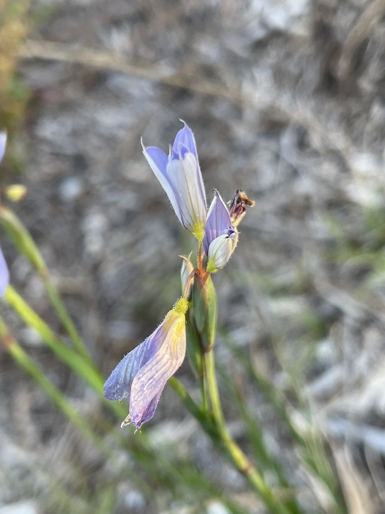 Sisyrinchium xerophyllum