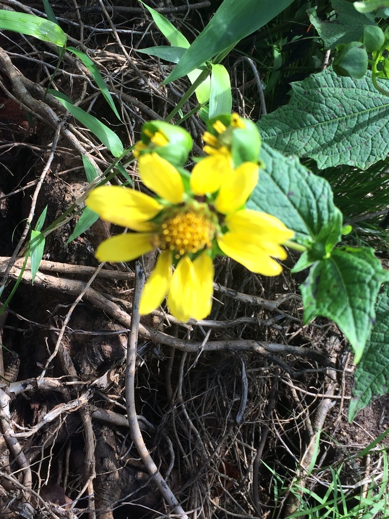 Smallanthus uvedalia