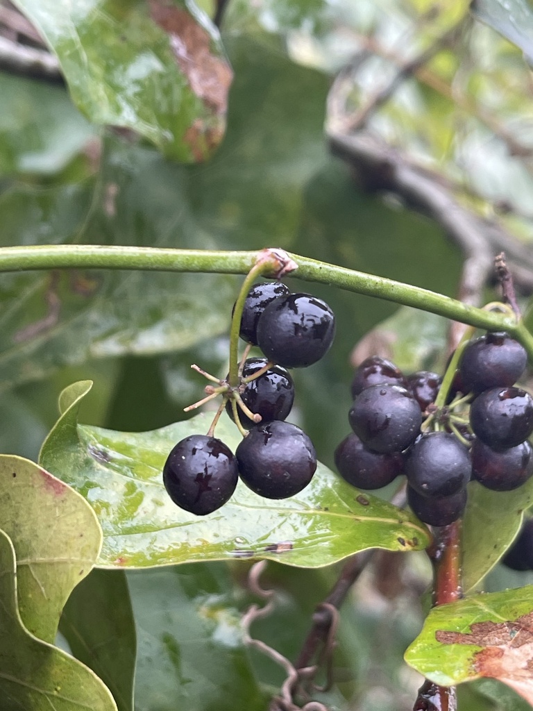 Smilax auriculata