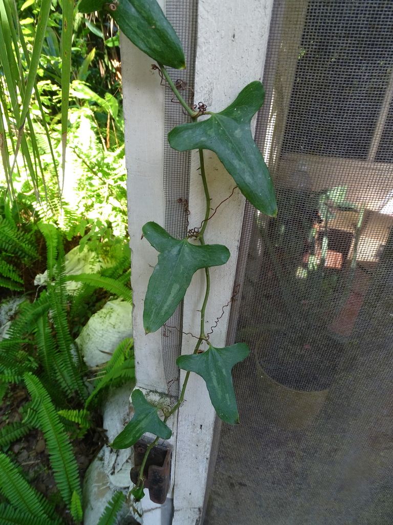 Smilax bona-nox