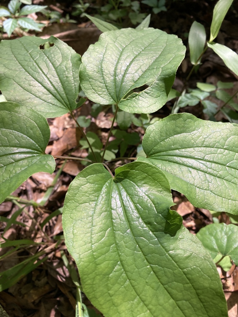 Smilax ecirrhata