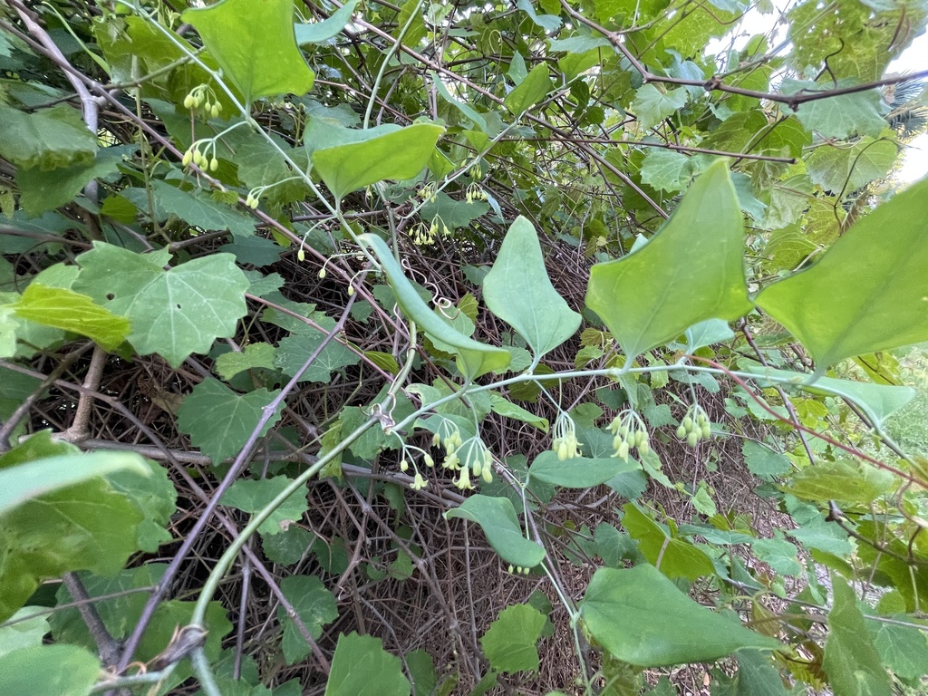 Smilax glauca