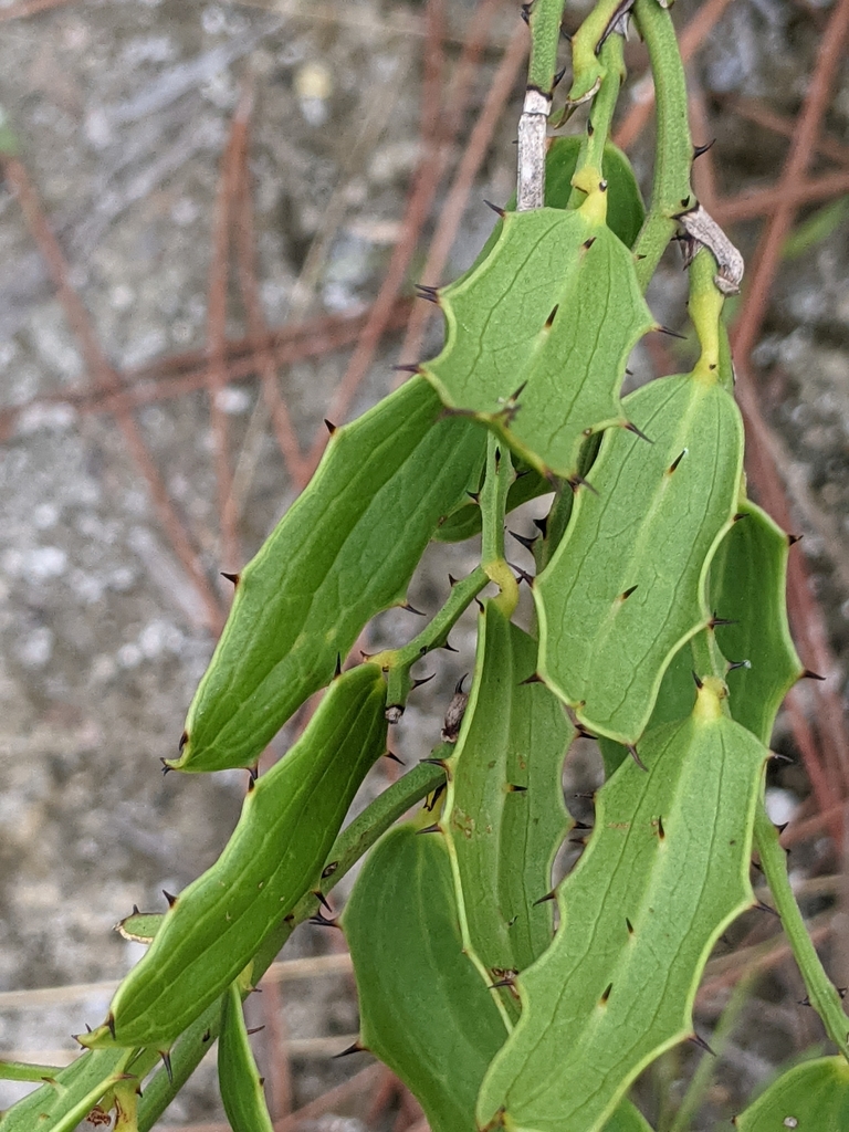 Smilax havanensis