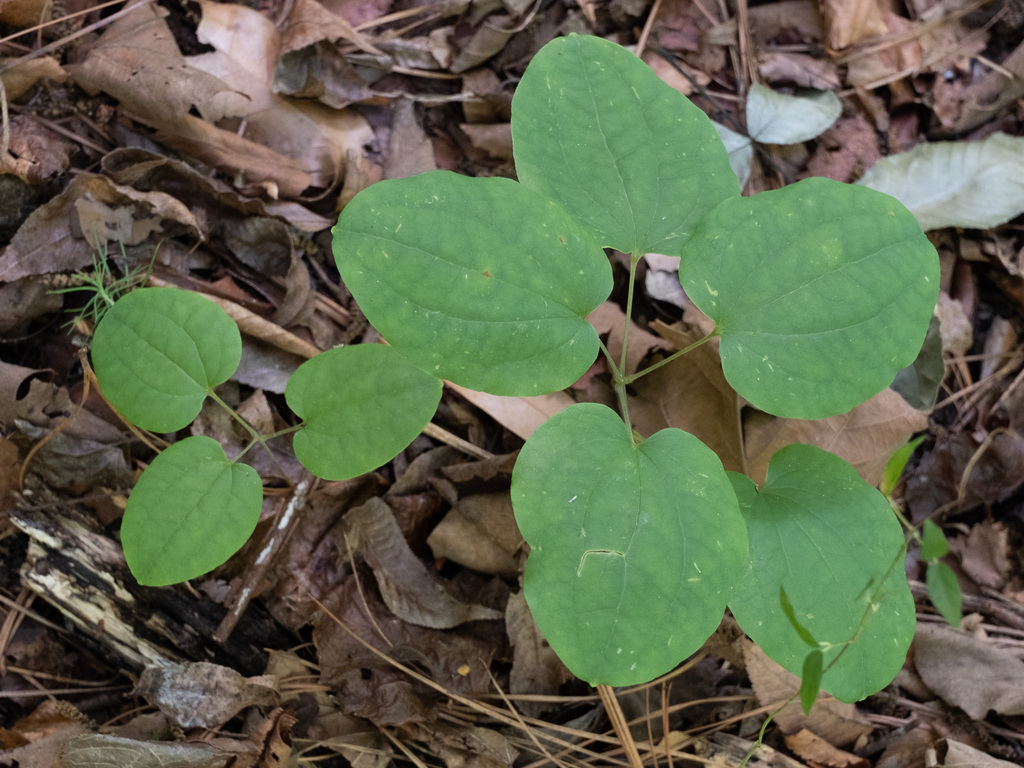 Smilax lasioneuron