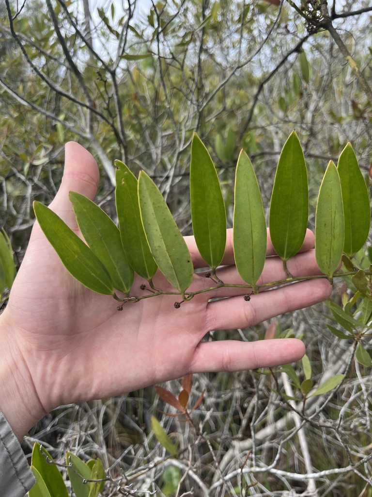 Smilax laurifolia
