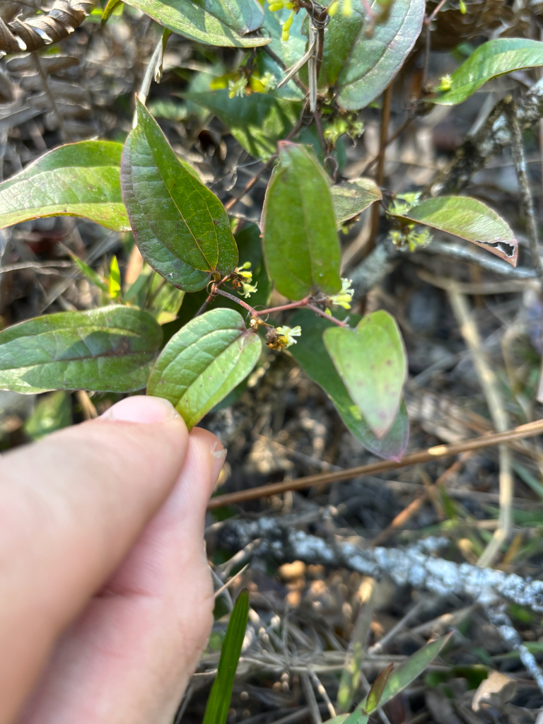 Smilax pumila
