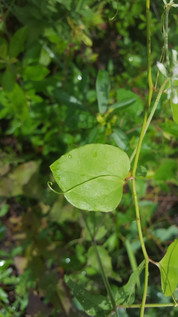 Smilax rotundifolia