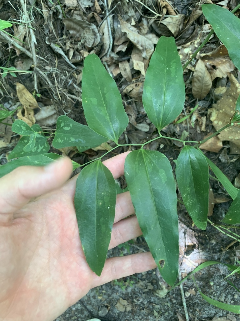 Smilax smallii
