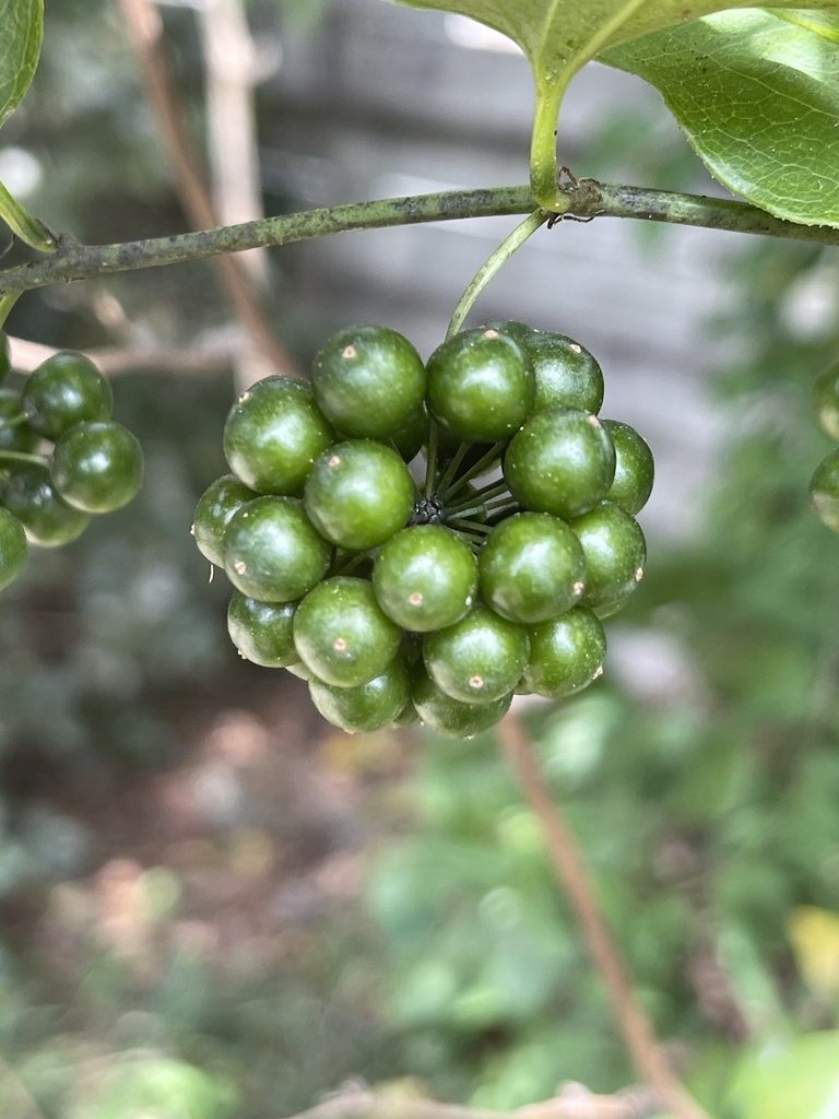 Smilax tamnoides